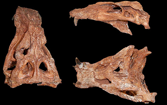 Crânio de crocodilo achado em Minas Gerais tem 90 milhões de anos
