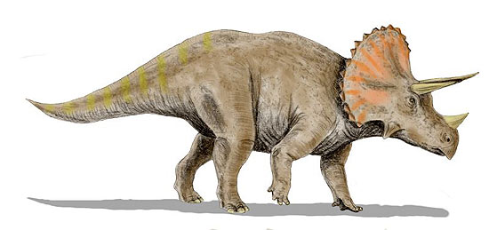Triceratops, que era na verdade uma forma diferente e mais jovem do "torossauro"