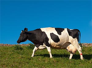 Mapeamento gentico de micro-organismos presentes no estmago das vacas pode levar  combustvel 100% natural 