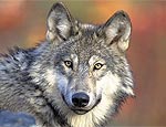 Lobo-cinzento (Canis lupus)