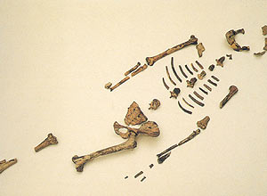 O fóssil de Australopithecus afarensis "Lucy", de 3,2 milhões de anos, que provavelmente usava ferramentas de pedra