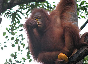 Orangotangos podem fazer encenações (pantomimas), uma habilidade que se pensava unicamente humana, diz estudo