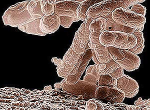 Versão não patogênica da Escherichia coli (foto) seria usada no tratamento de combate ao câncer, sugere dupla