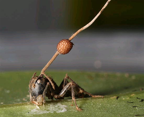 Formiga carpinteira infectada por fungo "controlador de mente"; inseto morreu aps cravar suas presas em folha localizada a 25 centmetros do solo, deixando o fungo em posio ideal para liberar seus esporos ("sementes")