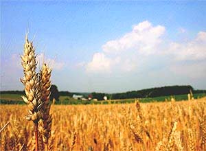 Um total de 95% do cdigo gentico de uma variedade de trigo chinesa foi sequenciado por equipe de cientistas britnicos