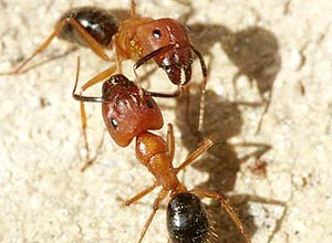 Cientista Edward Wilson demonstrou que formigas usam a substncia qumica feromnio para se comunicar