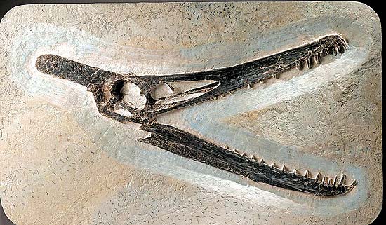 Crnio do pterossauro brasileiro, um rptil voador, includo no leilo em Paris da casa de leilo Sotheby's