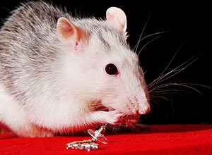 Alm de prolongar a vida de ratos, coquetel melhorou condicionamento fsico e coordenao dos animais