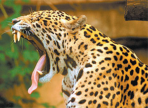 Ona-pintada est entre os animais ameaados que se encontram em reas de conservao brasileiras