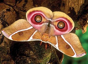 Livro lançado no Reino Unido mostra como mariposas adaptam suas padronagens para enganar predadores; veja mais fotos