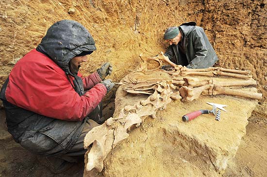 Fóssil de cavalo encontrado em Moriat, na França, tem cerca de cem mil anos e está perfeitamente conservado