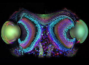Foto que mostra olhos de aracnídeo da espécie _Phalangium opilio_ 
vence concurso de fotografia; veja mais imagens