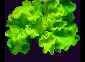Estudo de algas Verigellas fornece novas hipóteses sobre tipo de planta ancestral de todas que existem hoje