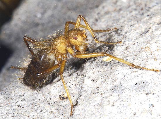 Pesquisadores pensavam que a mosca peluda poderia somente viver em fendas de rocha das colinas de Ukazi