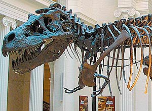 Fóssil de tiranossauro apelidado de Sue; espécie era um terço maior do que se estimava segundo novo estudo