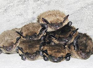Foto da biológa Susi von Oettingen mostra morcegos que vivem em bunker abandonado, em New Hampshire, nos EUA