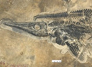 Fóssil de réptil marinho pré-histórico conhecido como ictiossauro, que lembra remotamente um golfinho