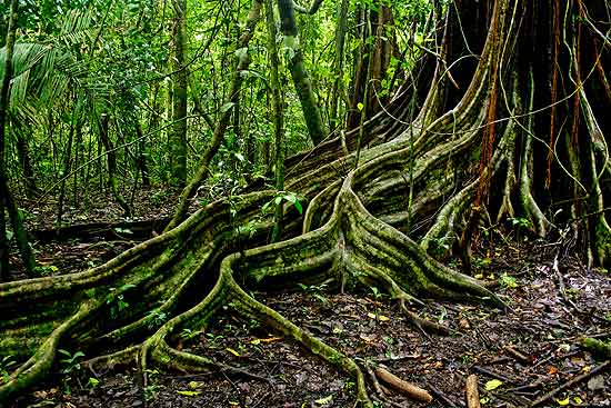 Cientistas afirmam que raízes extras de árvores servem para dificultar crescimento de outras árvores ao redor