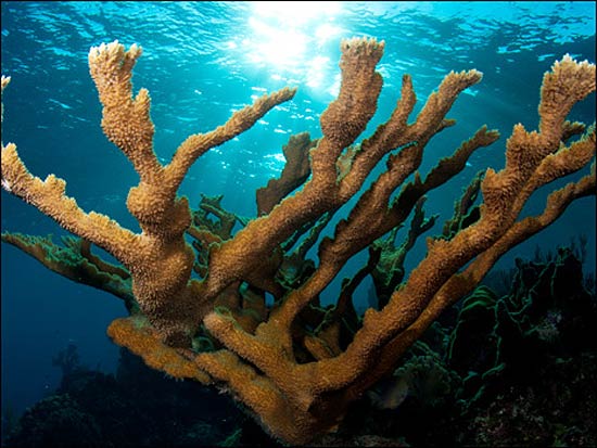 Preservação vai priorizar corais das Filipinas, canal de Moçambique e Caribe; na foto, coral "Acropora palmata" 