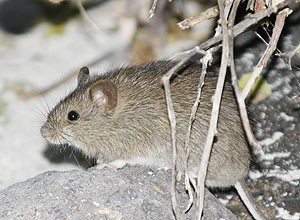 Projeto de erradicação de ratos que infestam Galápagos gasta mais de R$ 1 milhão com despejo de veneno na ilha de Rábida