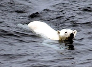 Pesquisadores dizem que crescente degelo nos polos está levando ursos-polares a nadar distâncias cada vez maiores