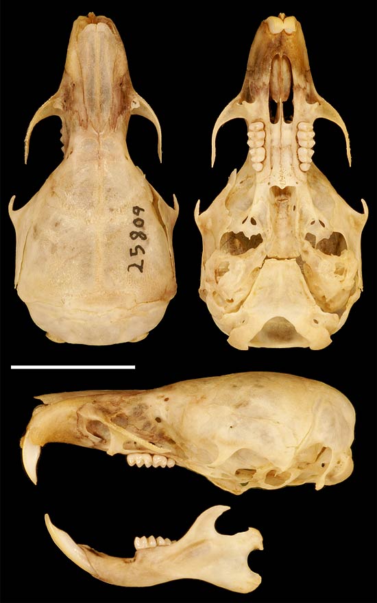 Crânio do "Ichthyomys stolzmanni", conhecido como "ratazana pescadora" e "comedor de peixes de Stolzmann"