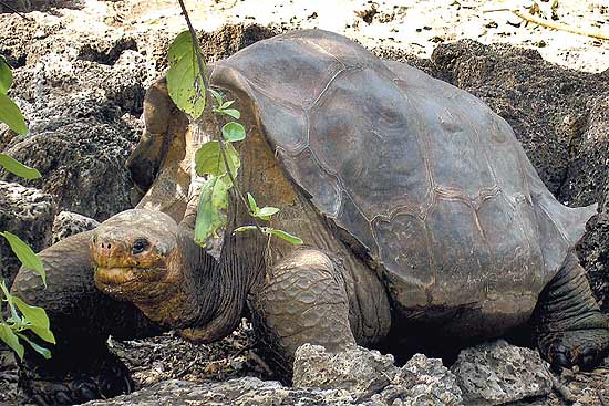 George Solitrio em foto de arquivo; tartarugas como ele costumam viver entre 150 e 200 anos