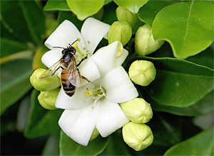 Estudo de bilogos mostra que perfume de flores pode influenciar polinizao feita por insetos como as abelhas
