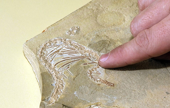 Perna da cobra fossilizada "Eupodophis desouensi"; imagens tridimensionais dão novos indícios de evolução