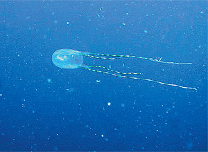 Exemplar da medusa que ganhou seu nome científico por votação popular; a foto foi feita nas águas das Antilhas