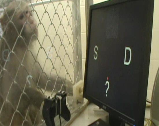 Primatas foram submetidos a teste computadorizado com joystick; resultado mostra que eles ficam em dúvida