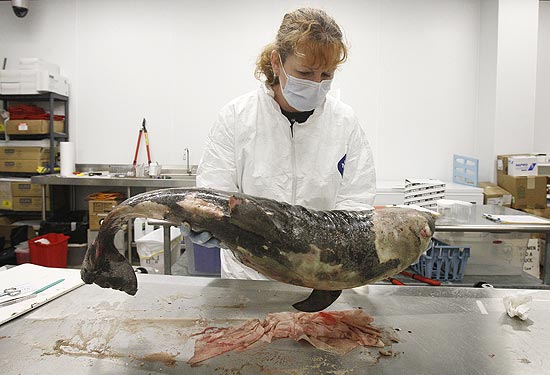Golfinhos mortos estavam espalhados em ilhas, pântanos e praias da Lousiana, Mississipi e Alabama