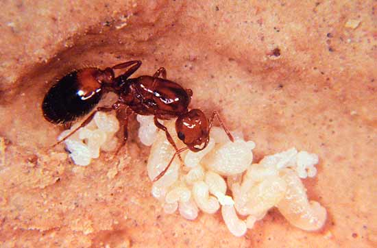 Na foto, rainha de uma colnia de formigas-de-fogo; depois dos EUA, insetos invadem pases da sia