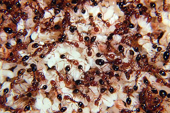 Formigas-de-fogo representam prejuzo de US$ 6 bilhes nos EUA; elas so proeminentes no sul do pas
