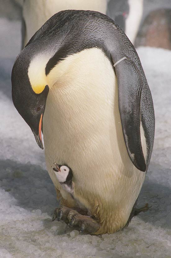 Pinguim-imperador com uma cria; os animais sumiram completamente da pennsula antrtica em 2009