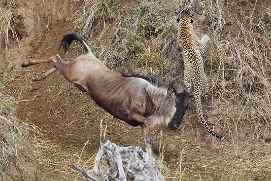 Leopardo ataca rebanho de gnus, mas um dos animais o coloca para correr; veja galeria de fotos
