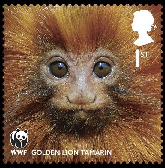 Selo lançado pelo correio britânico traz foto de mico-leão-dourado; veja galeria de fotos