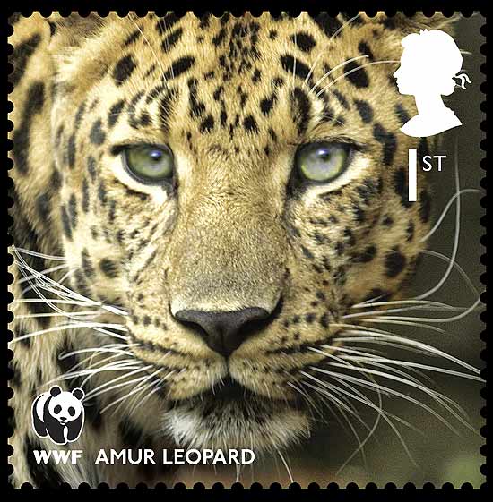 Leopardo-de-amur integra coleção com 14 selos com animais ameaçados; veja galeria de fotos