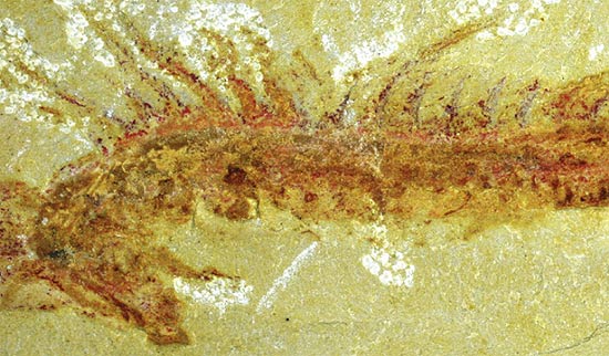 Criatura tinha carapaça que protegia partes mais delicadas como tentáculos; na foto, o fóssil encontrado