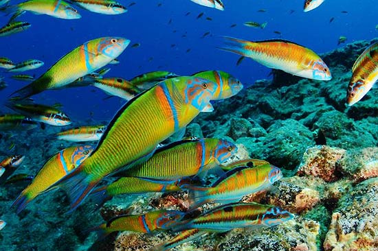 Peixes "Thalassoma pavo"; censo da biodiversidade das ilhas Canárias catalogou 500 espécies; veja fotos