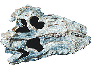 Crânios do réptil gaúcho 'Decuriasuchus quartacolonia