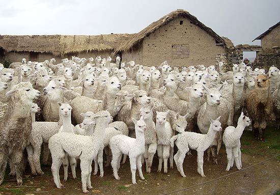 Projeto pioneiro no Peru utiliza 30 lhamas para dar cria a filhotes de alpacas mais puras