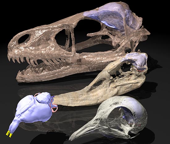 Tomografia possibilitou imagens em 3D para estudo de crânios de dinossauros, pássaros extintos e aves vivas