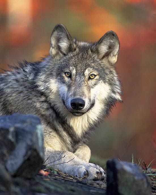 Fazendeiros dizem que lobos-cinzentos "matam por prazer" e comem gado; caça poderá ser liberada em 60 dias
