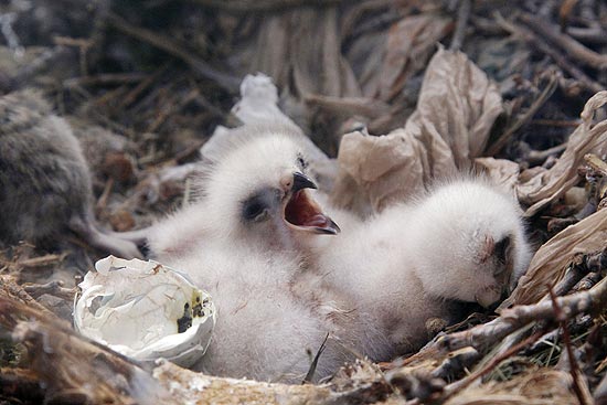 Filhotes de falcão de cauda vermelha que estão sendo criados em ninho no museu de ciência da Filadélfia
