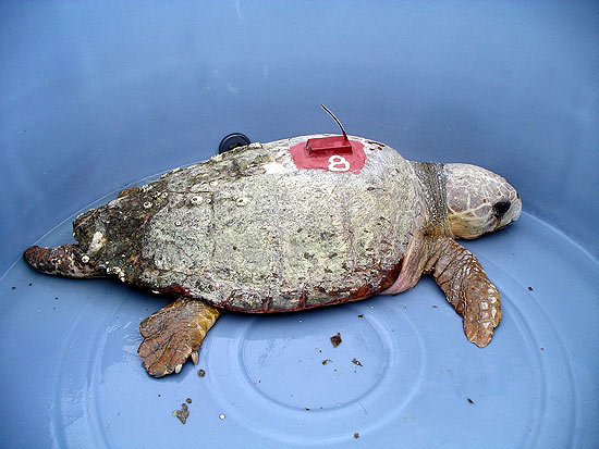 Machos de tartaruga-amarela foram rastreados; os que migraram tinham mais poluentes no sangue