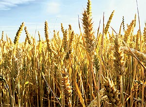 Cientistas dos EUA cruzaram dados sobre produo de trigo e temperatura e chuvas ocorridas entre 1980 e 2008