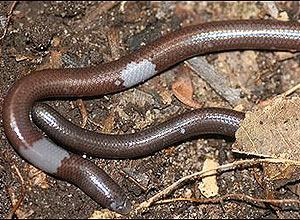 Nova espécie de lagarto é parecida com cobra; o réptil provavelmente perdeu as patas para viver embaixo da terra