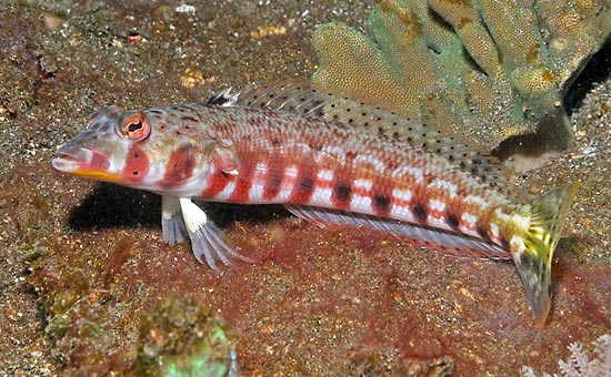 O peixe do gênero "Parapercis" está entre as espécies novas encontradas na ilha de Bali; veja galeria de fotos