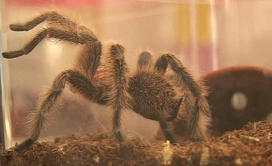 Como todas as aranhas, as tarântulas possuem pelos nas patas, o que aumenta a aderência em superfícies